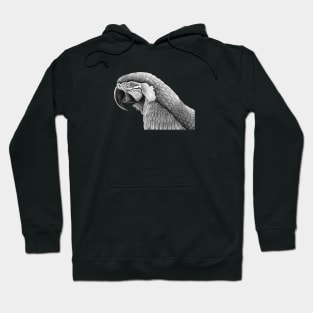 Macaw Hoodie